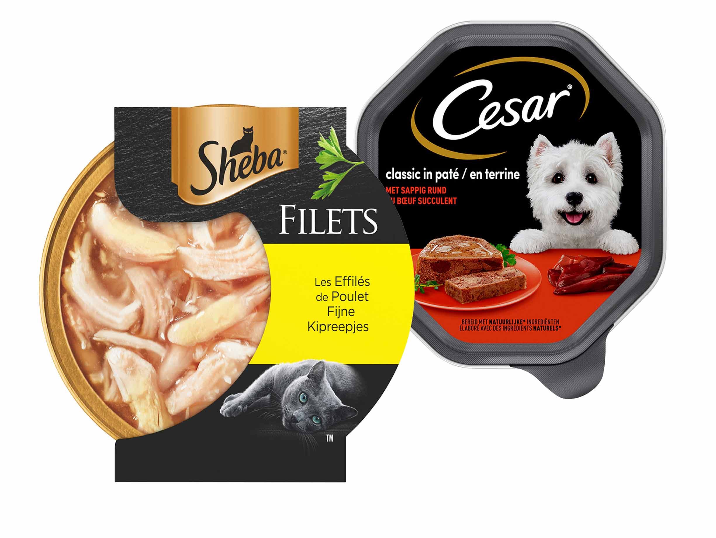 Cesar of Sheba